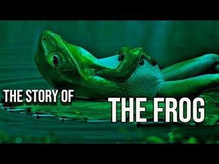 The Story Of The Frog - You Give Up You Die
